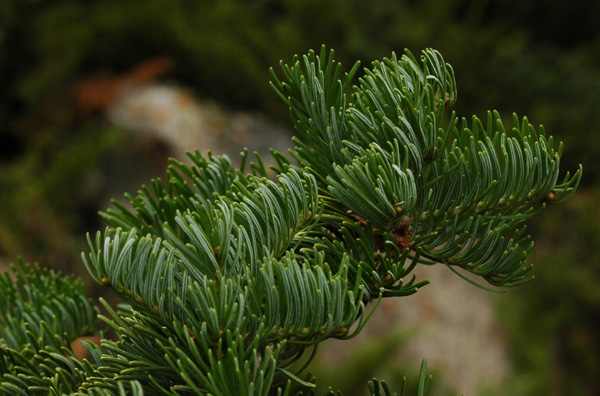 Изображение особи Abies sibirica.