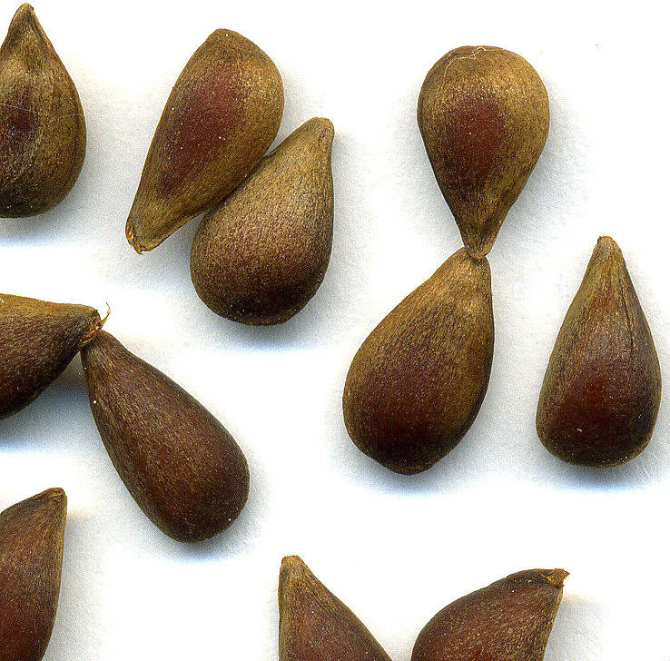 Изображение особи Malus sylvestris.