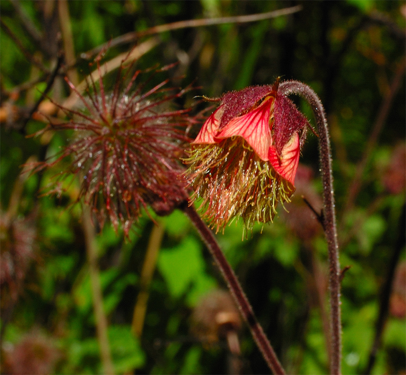 Image of Geum rivale specimen.