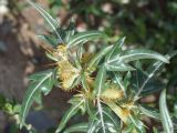 Xanthium spinosum