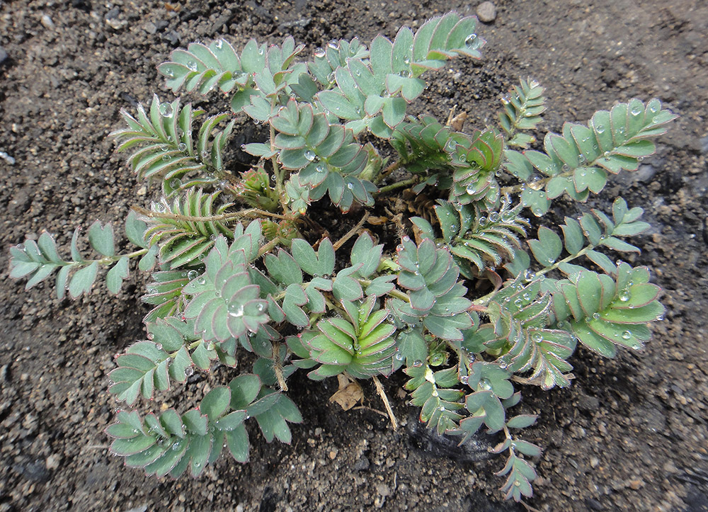 Изображение особи Potentilla bifurca.