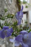 Campanula pyramidalis. Цветки и бутоны в каплях дождя. Черногория, г. Будва, Старый Город. 06.10.2014.