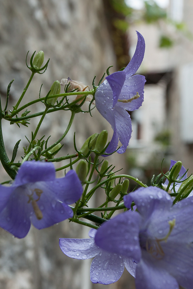 Изображение особи Campanula pyramidalis.