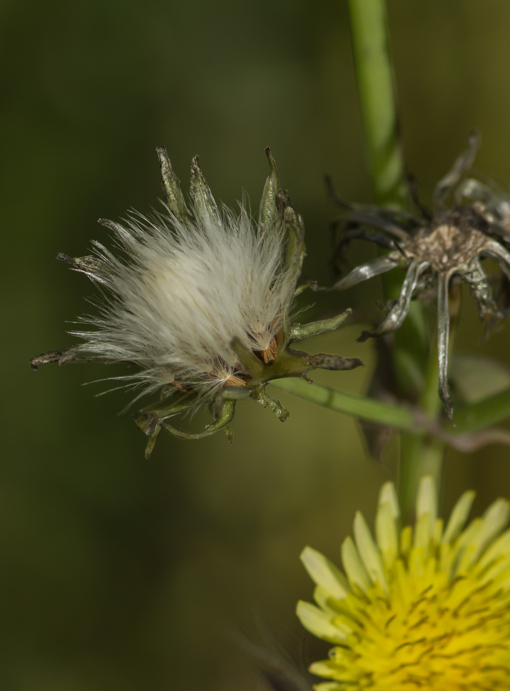 Изображение особи Sonchus oleraceus.