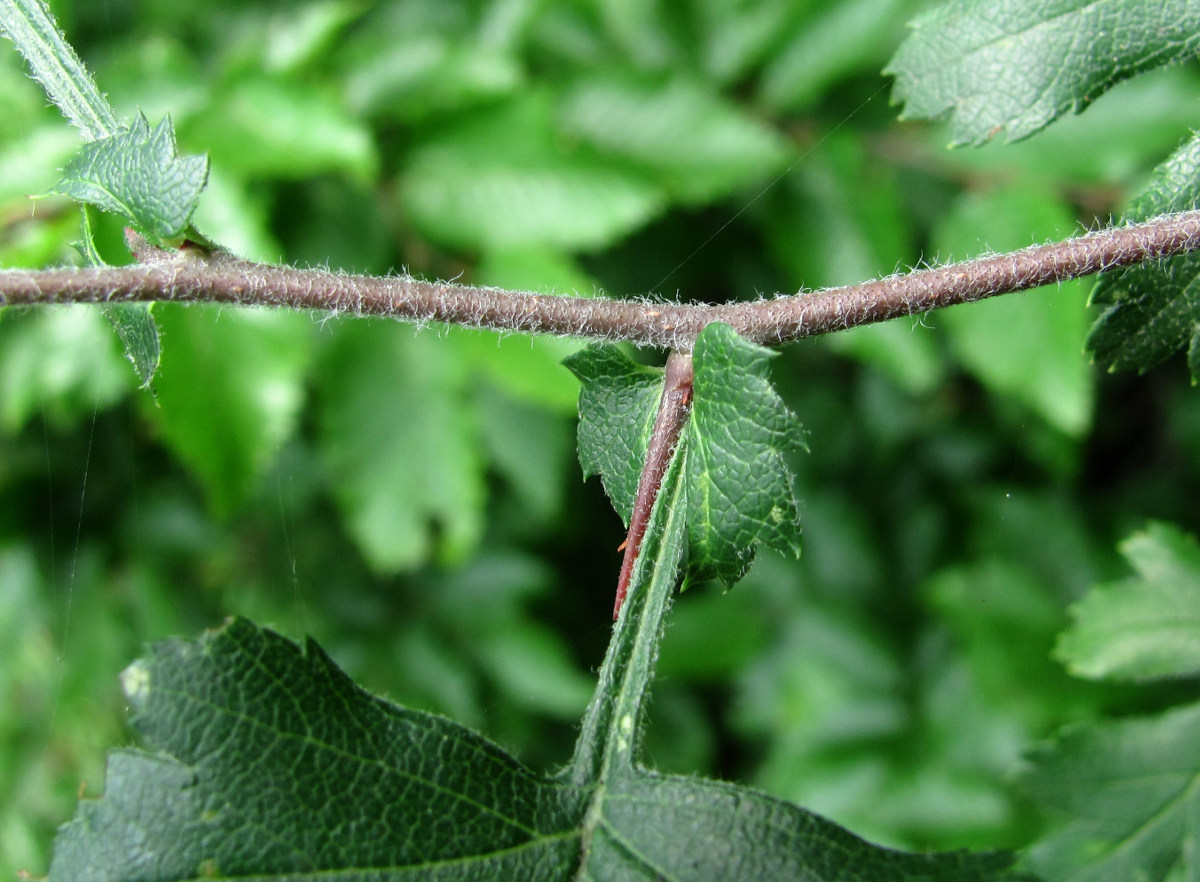 Image of genus Crataegus specimen.