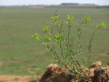 Euphorbia seguieriana. Зацветающее растение. Крым, Сакский р-н, окр. с. Карьерное, заброшенный карьер. 13 мая 2015 г.