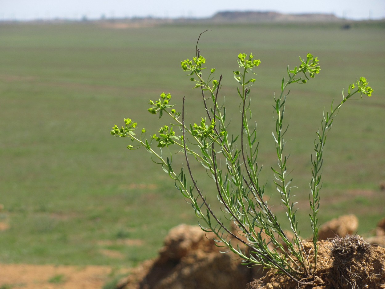 Изображение особи Euphorbia seguieriana.