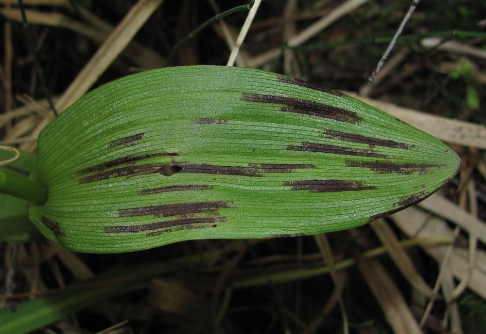 Image of Epipactis palustris specimen.