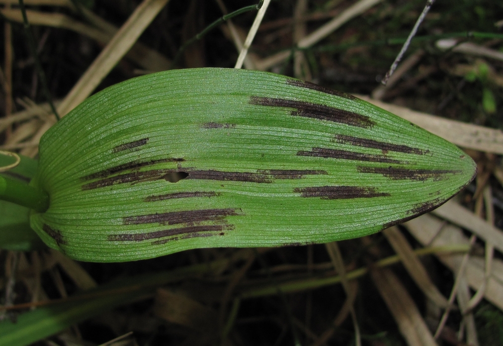 Изображение особи Epipactis palustris.