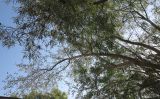 Cordia sinensis