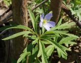 Anemone caerulea. Верхушка цветущего растения. Восточный Казахстан, Глубоковский р-н, окр. с. Бобровка, склон сопки. 04.05.2015.