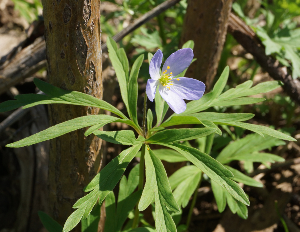 Изображение особи Anemone caerulea.