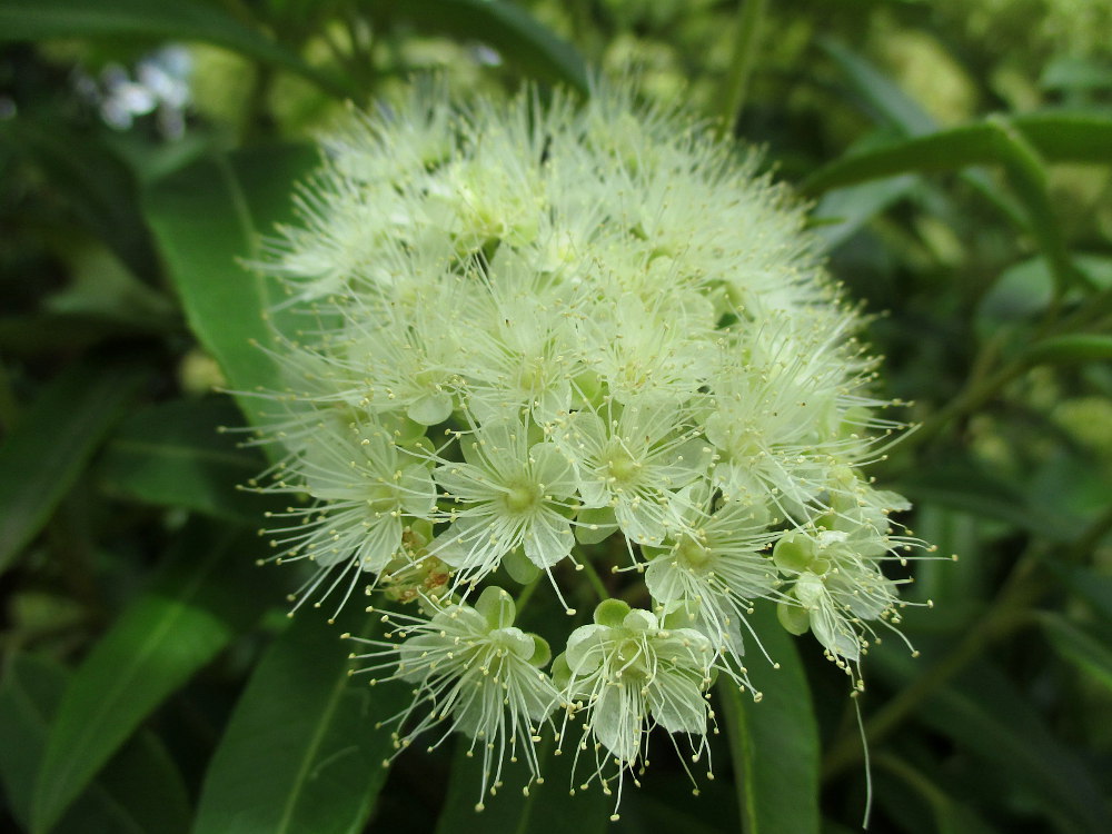 Image of Backhousia citriodora specimen.