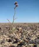 Limonium suffruticosum. Угнетённое цветущее растение. Казахстан, Кызыл-Ординская обл., г. Байконур, левый берег р. Сыр-Дарьи у понтонной переправы. 05.09.2009.