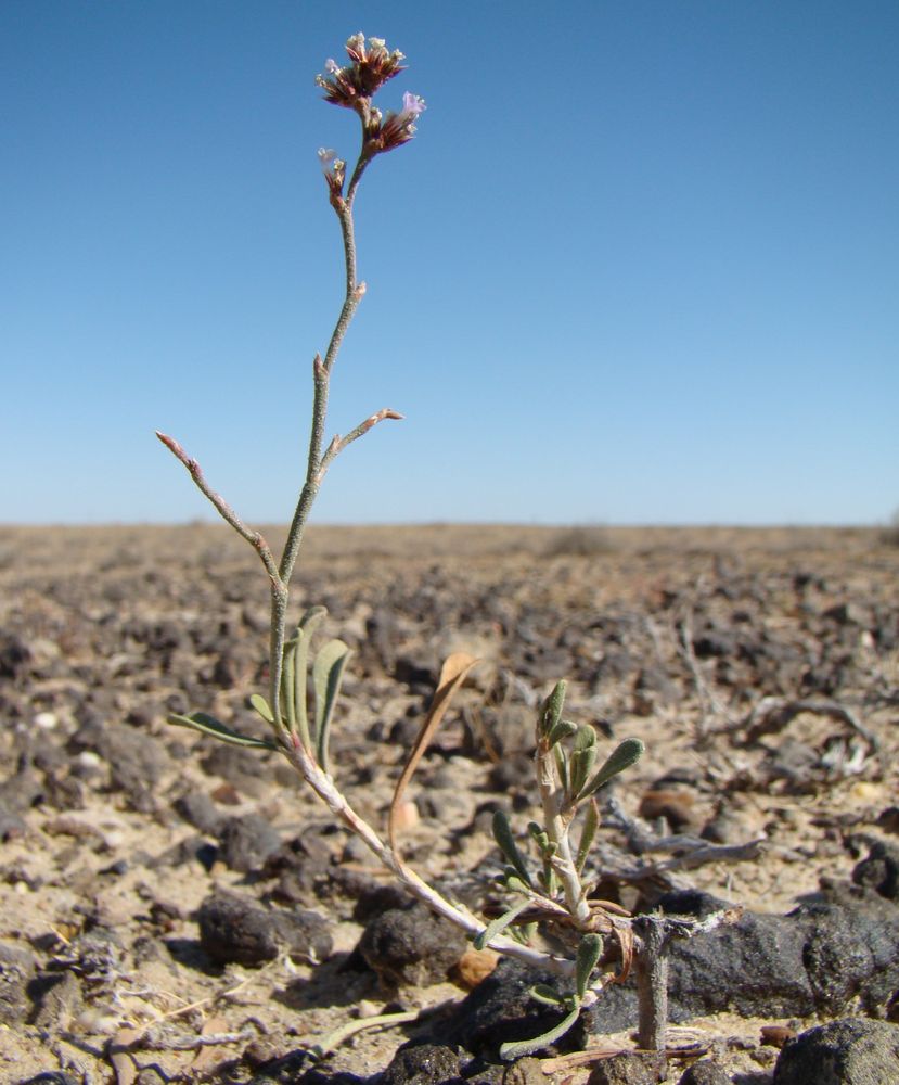 Image of Limonium suffruticosum specimen.