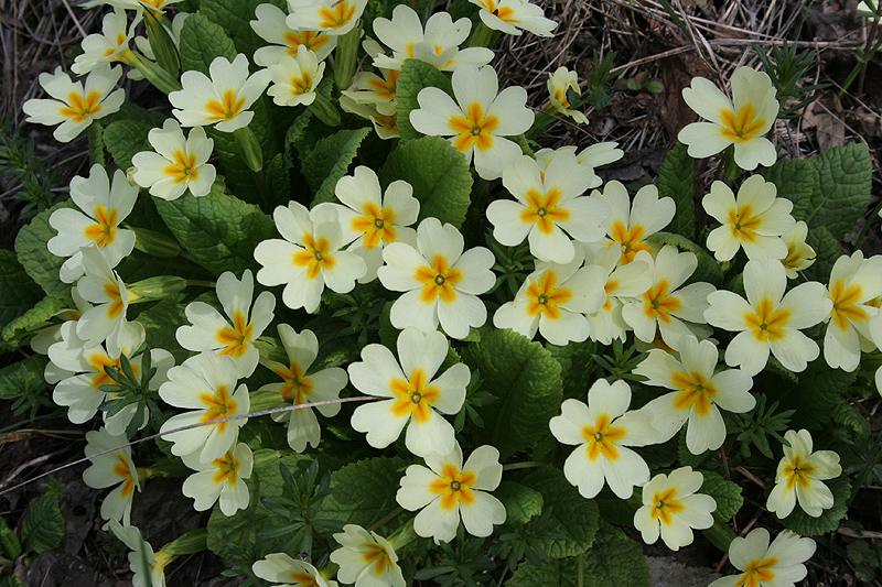 Image of Primula vulgaris specimen.