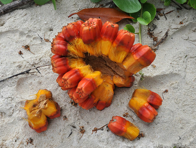 Image of Pandanus tectorius specimen.