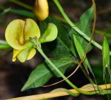 Vigna luteola