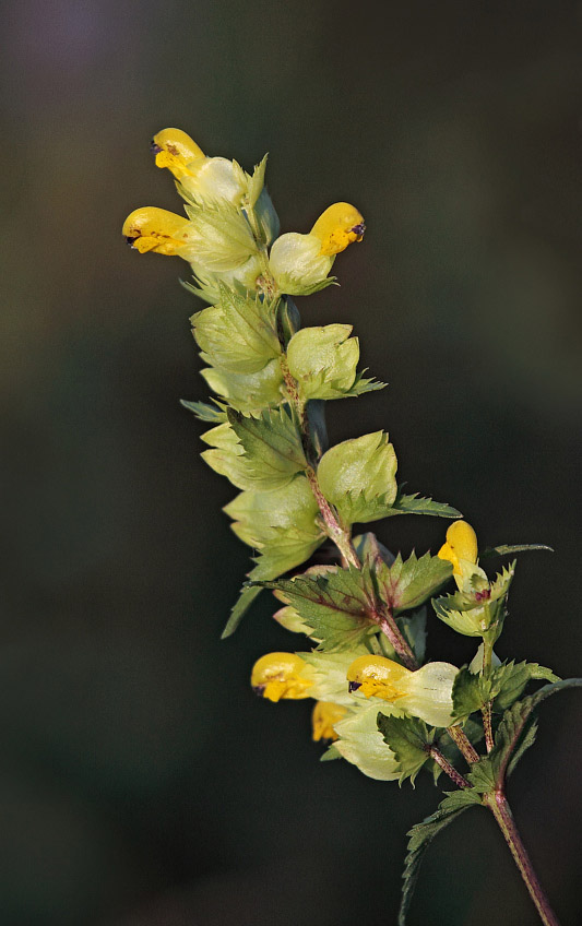 Изображение особи Rhinanthus serotinus.