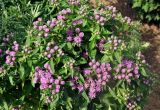Saussurea pulchella. Верхушка цветущего растения. Приморье, Хасанский р-н, о-в Фуругельма, приморский луг. 16.08.2015.