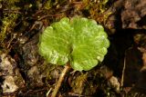 Chrysosplenium alternifolium