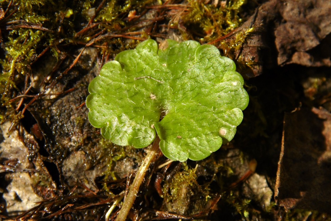 Image of Chrysosplenium alternifolium specimen.