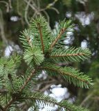 Picea × fennica