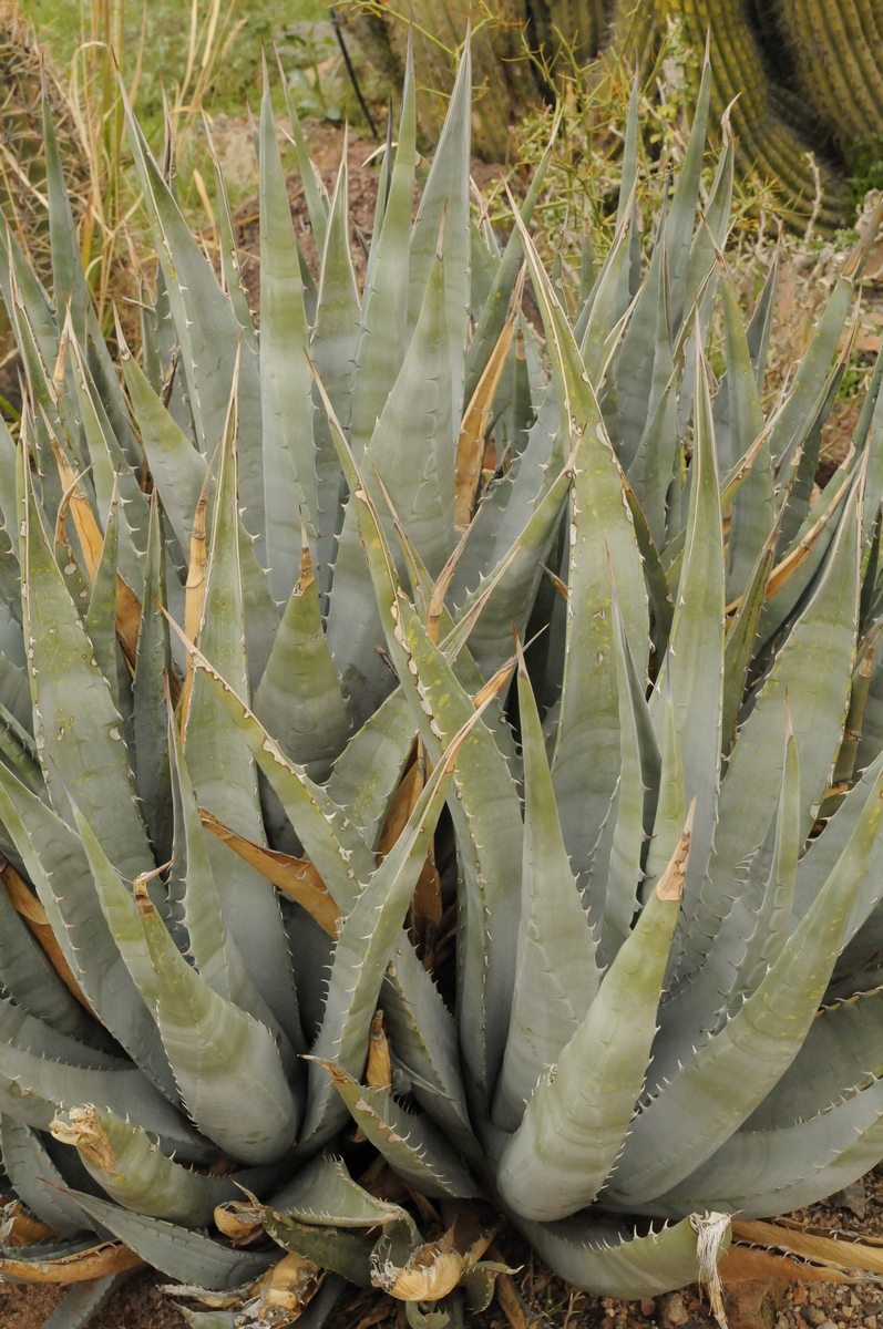 Изображение особи Agave deserti.