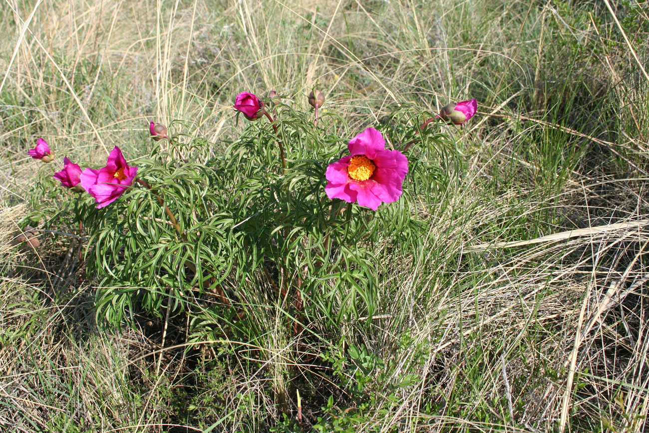 Изображение особи Paeonia hybrida.