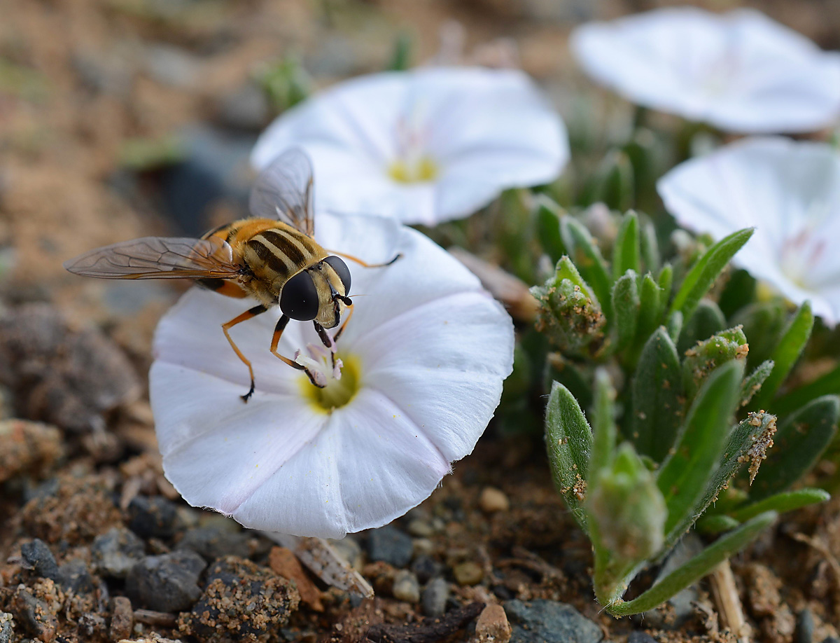 Изображение особи Convolvulus ammannii.