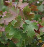 Ribes aureum