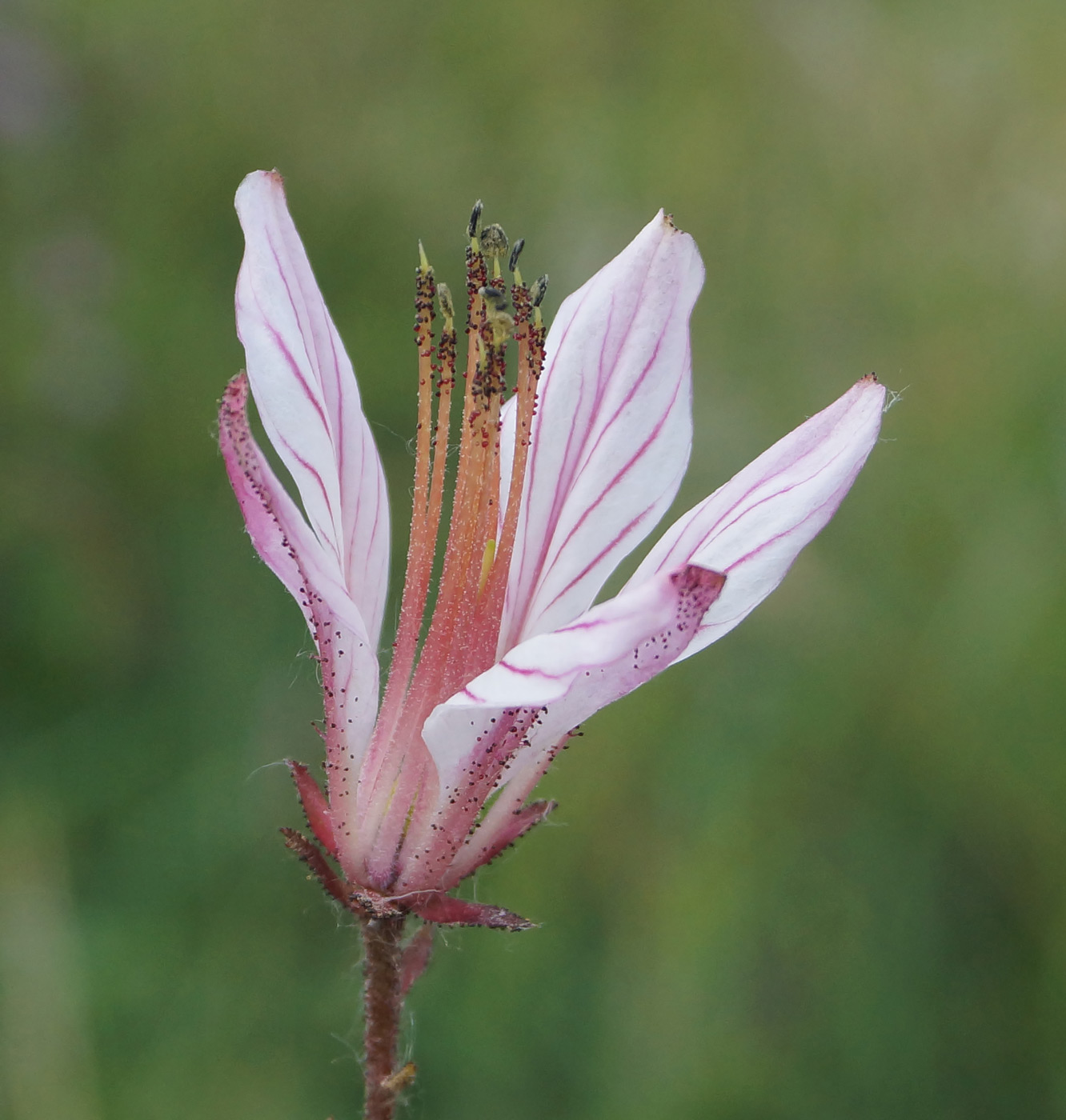 Image of Dictamnus angustifolius specimen.