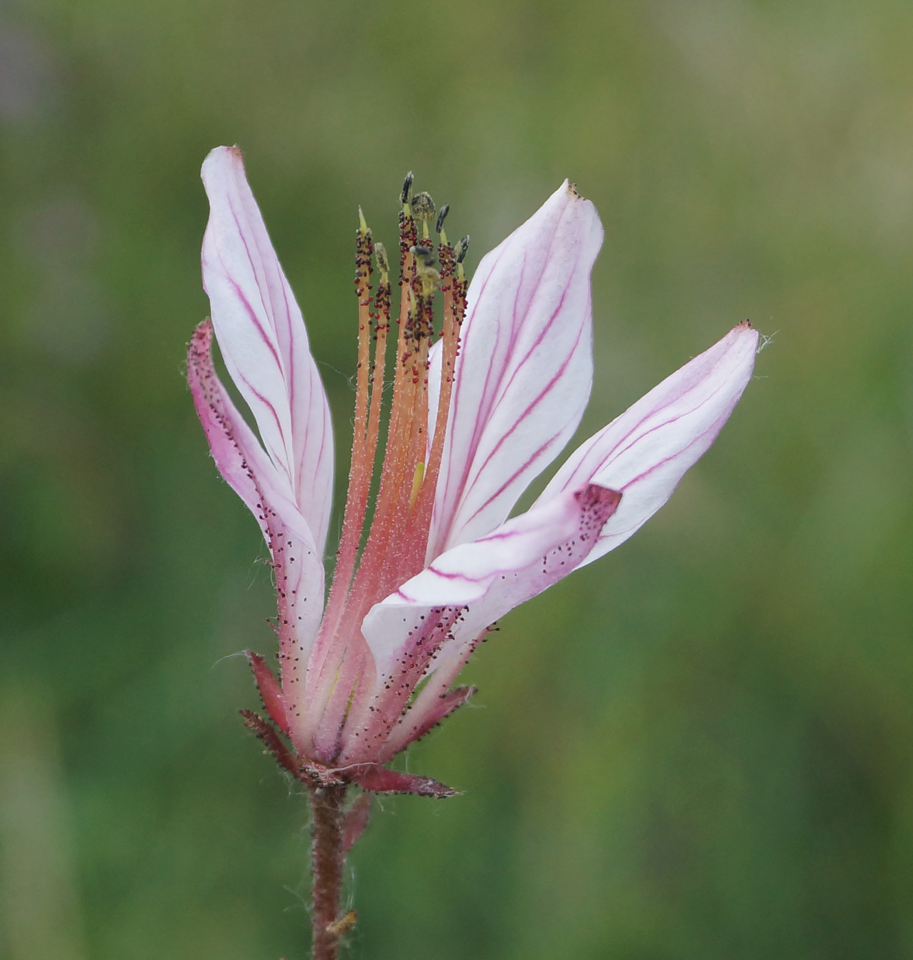 Изображение особи Dictamnus angustifolius.