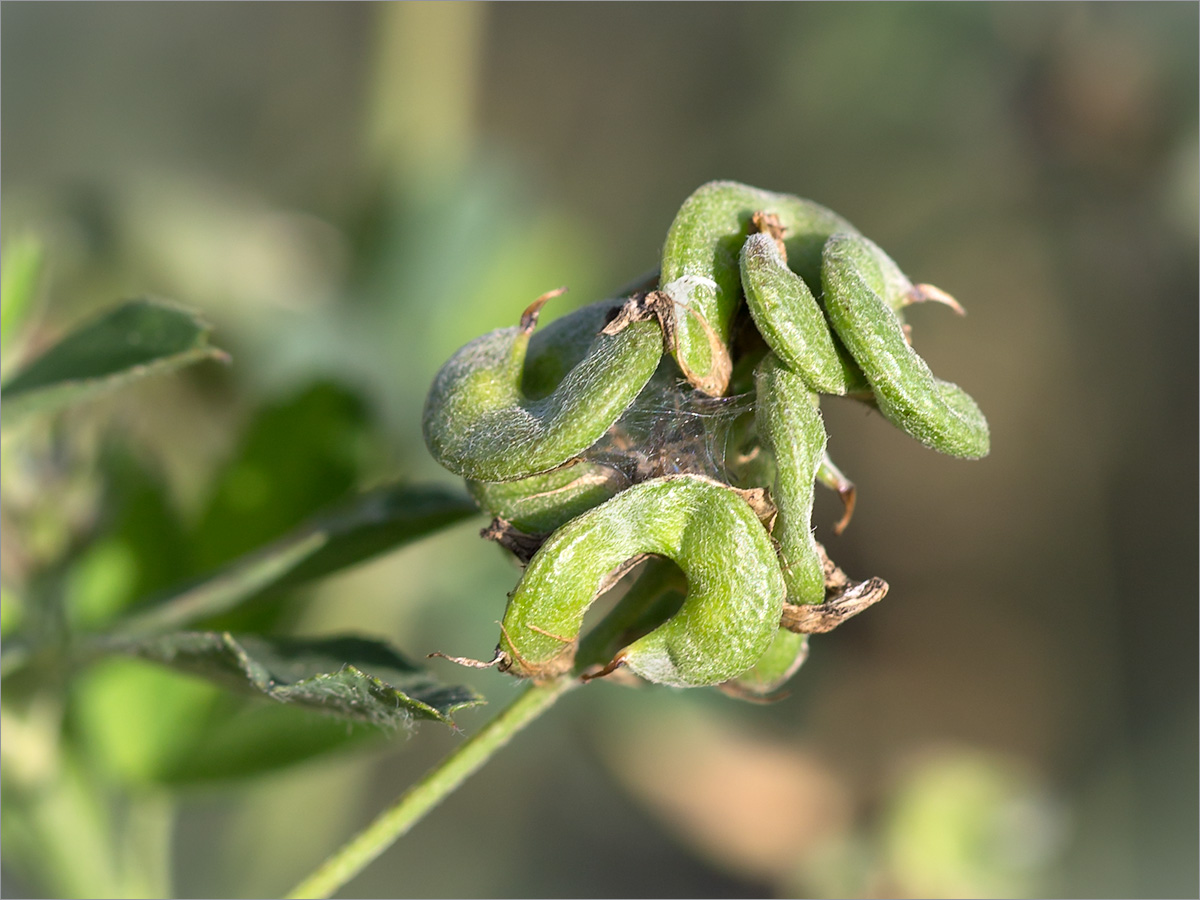 Image of Medicago &times; varia specimen.