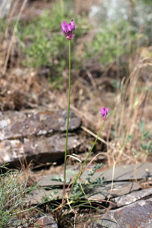 Изображение особи Allium barsczewskii.