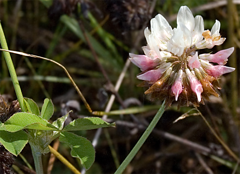 Изображение особи Trifolium hybridum.