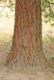 Sequoia sempervirens. Основание ствола дерева. Черноморское побережье Кавказа, Туапсинский р-н, окр. с. Пляхо, ВДЦ \"Орлёнок\", в культуре. 1 февраля 2015 г.