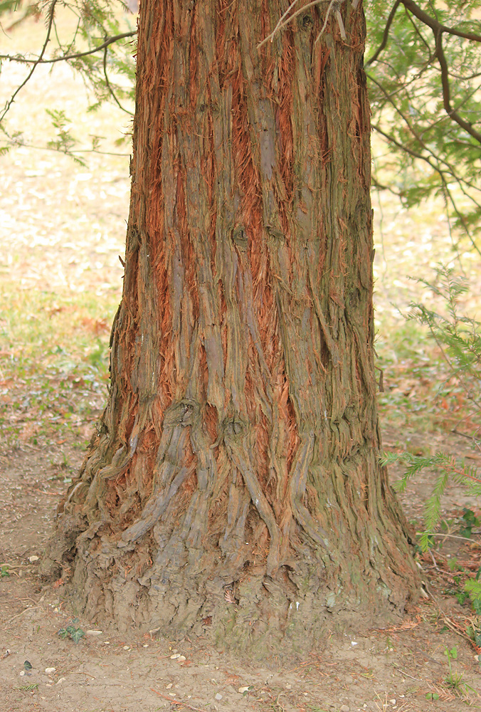 Image of Sequoia sempervirens specimen.