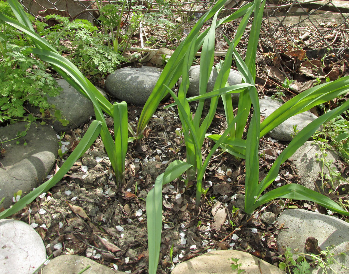 Image of Nectaroscordum bulgaricum specimen.