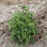 Daucus carota. Зацветающее растение. Если выделять Daucus carota ssp. maritimus (Lam.) Batt., то растение относится к этой расе. Италия, окр. Рима, дюны на побережье Тирренского моря. 09.04.2016.