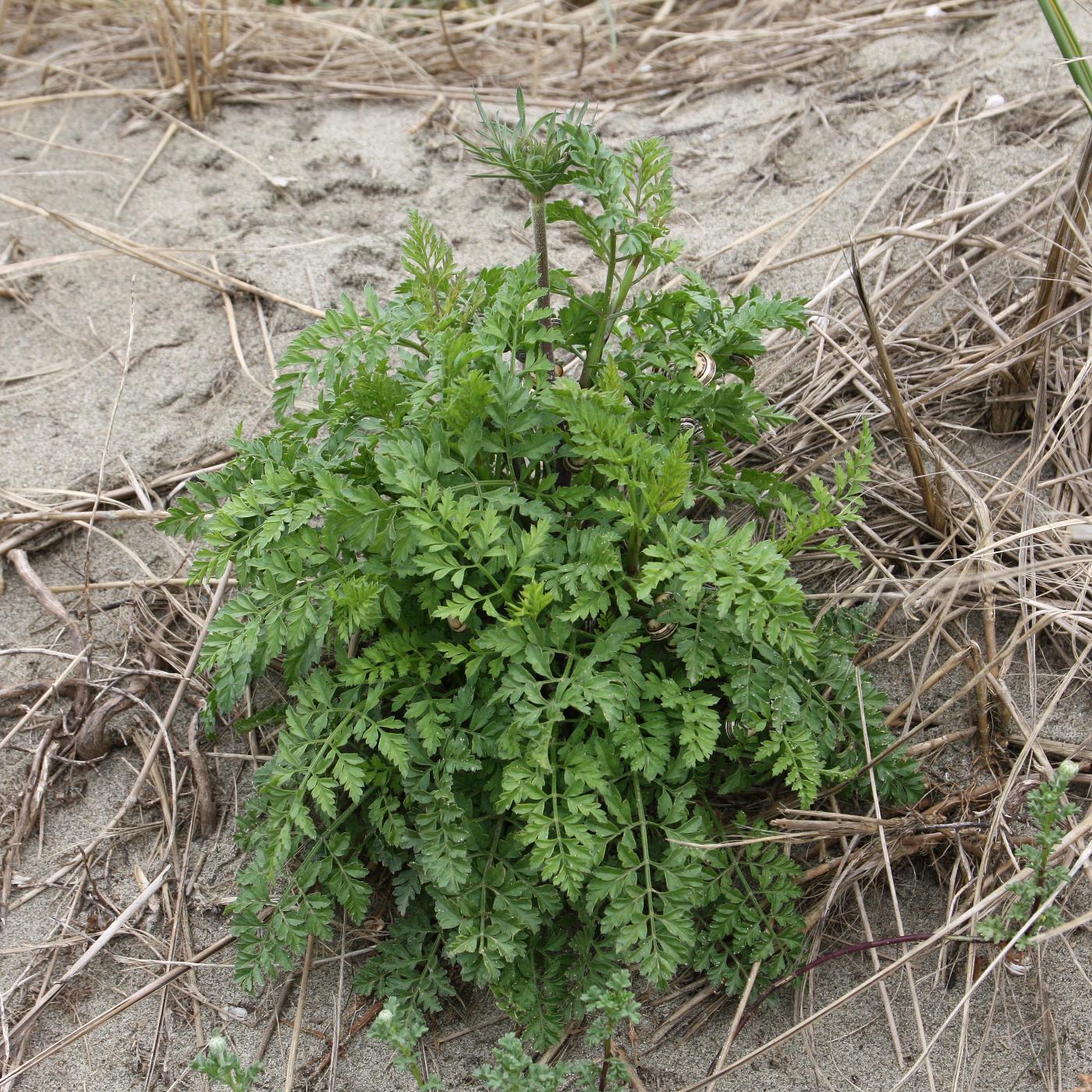 Изображение особи Daucus carota.