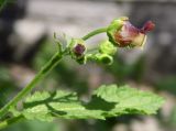 Image of taxon representative. Author is Евгений Пахомов