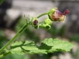 Scrophularia scopolii. Цветок и бутоны. Республика Адыгея, г. Майкоп, во дворе дома на лужайке. 16.04.2016.