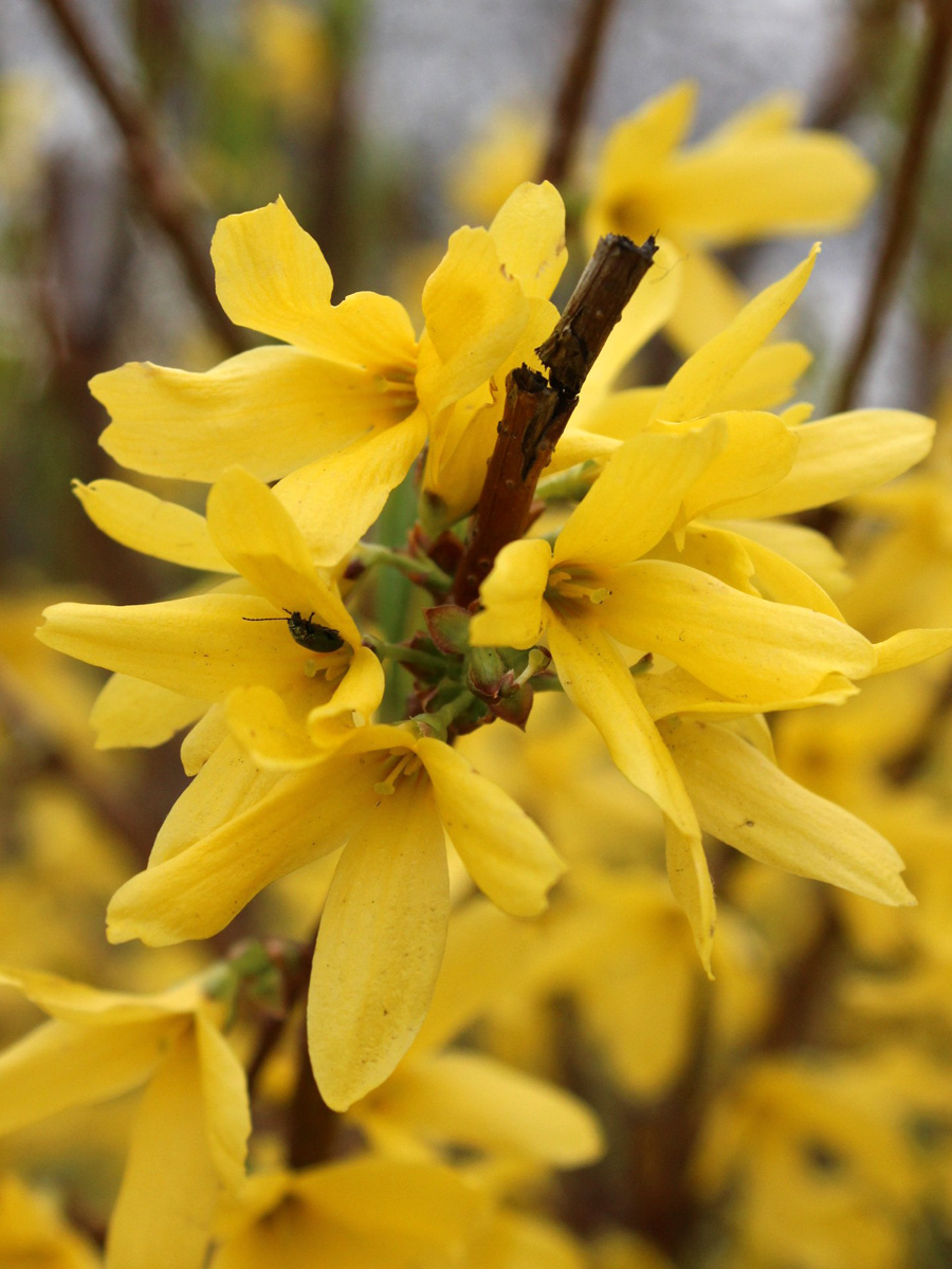 Изображение особи род Forsythia.