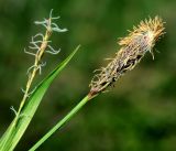Image of taxon representative. Author is Виталий Гуменюк