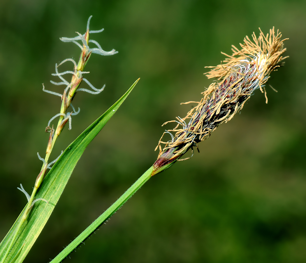 Image of Carex pilosa specimen.