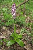 Orchis subspecies caucasica