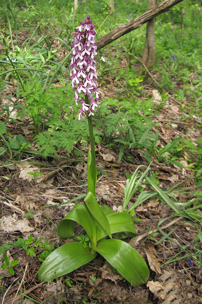 Изображение особи Orchis purpurea ssp. caucasica.