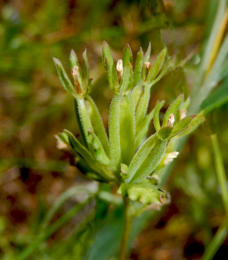 Изображение особи Legousia hybrida.