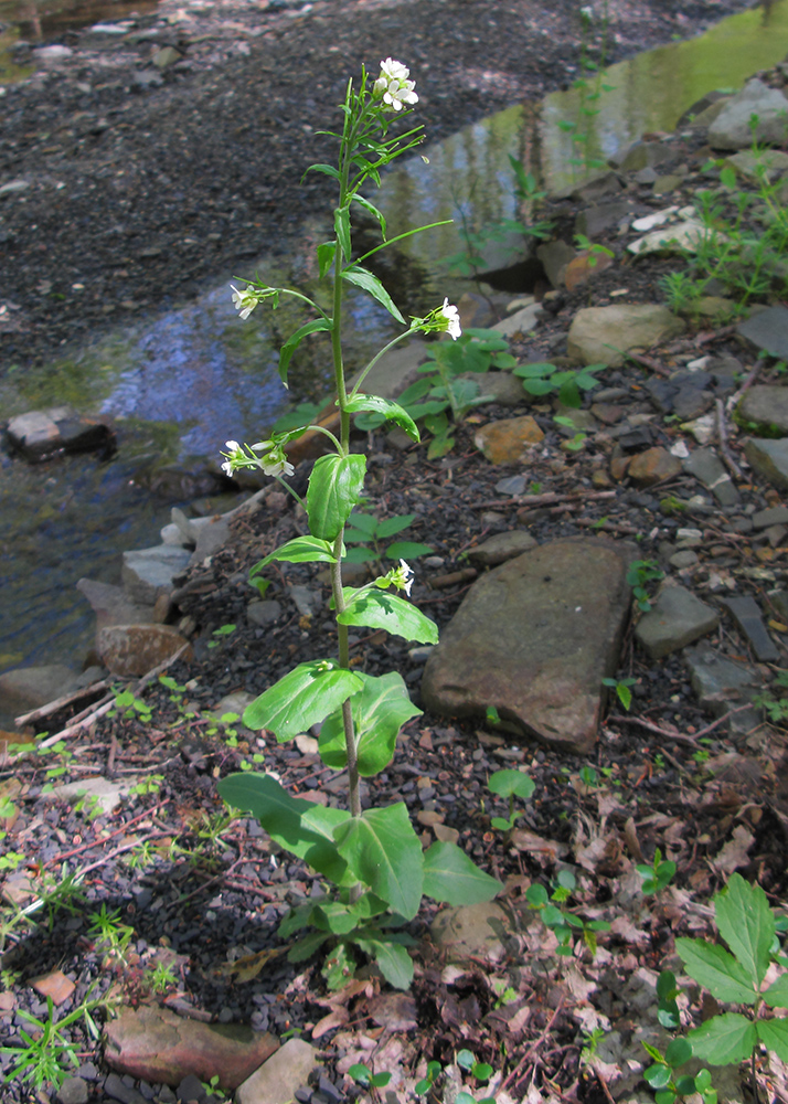 Image of Arabis turrita specimen.